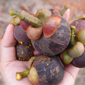 A hand holding several mangosteens