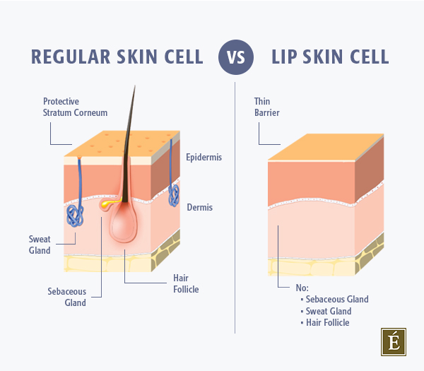 A cross-section of a regular skin cell versus a lip skin cell