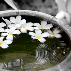 Monoi flowers float in liquid