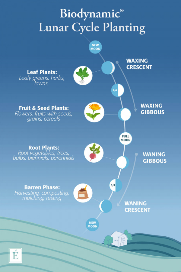 Infographic: Biodynamic Lunar Cycle Planning