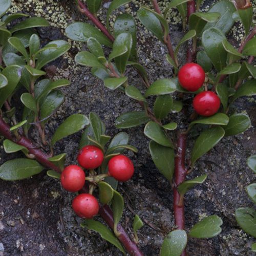 Closeup of bearberry