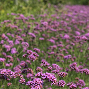 Lavender growing in a field.