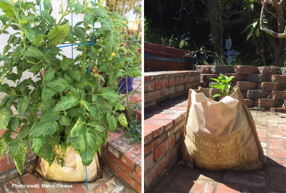 A tomato plant and a another plant growing inside biodegradable bags