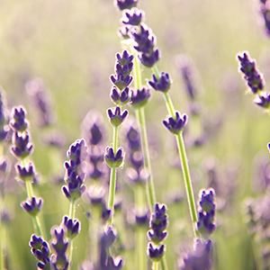 Lavender growing in a field