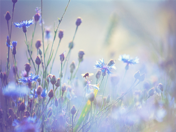 A close-up of cornflowers