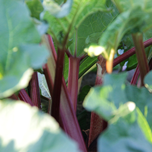 Rhubarb growing at Eminence Organics farm