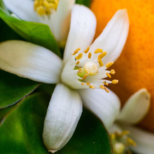 A closeup of a Neroli flower and an orange